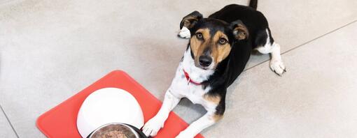 Puppy Feeding Guide What to Feed How Much More Purina UK